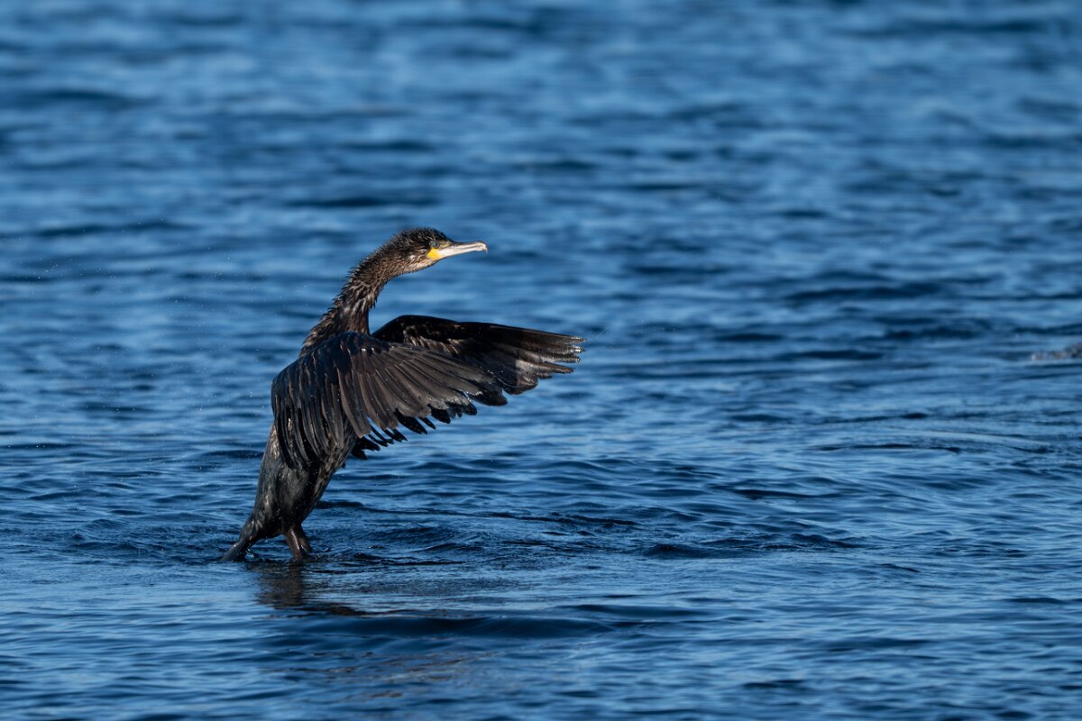 DPPhotography - Iceland - European shag - G.jpg - European shag - Húsavík harbour