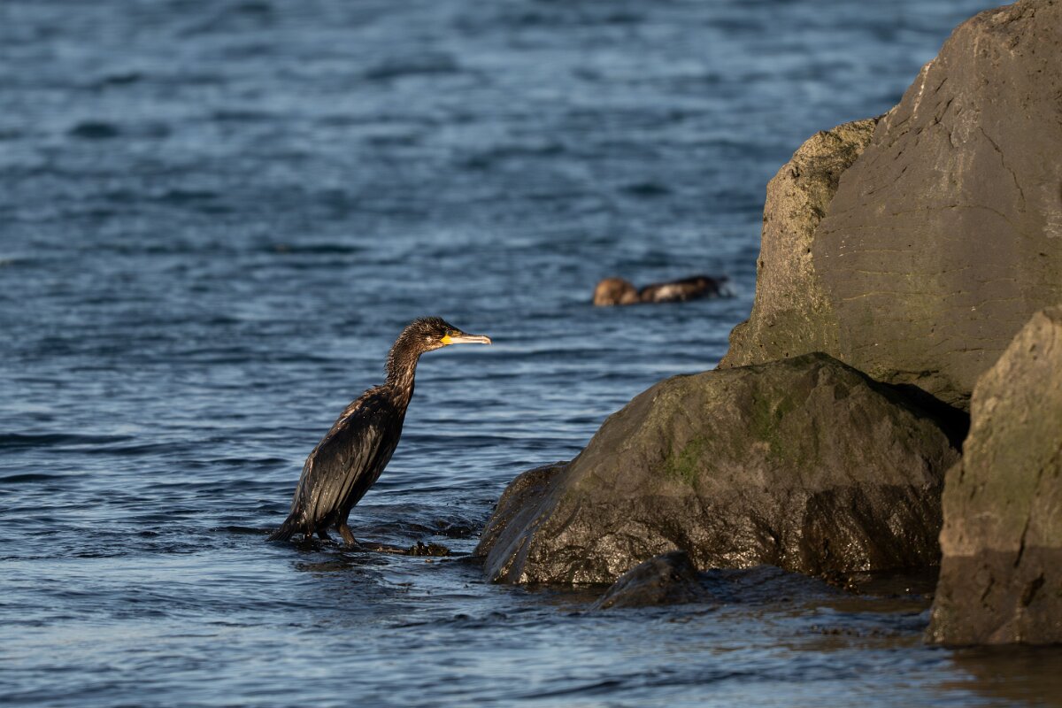 DPPhotography - Iceland - European shag - I.jpg - European shag - Húsavík harbour