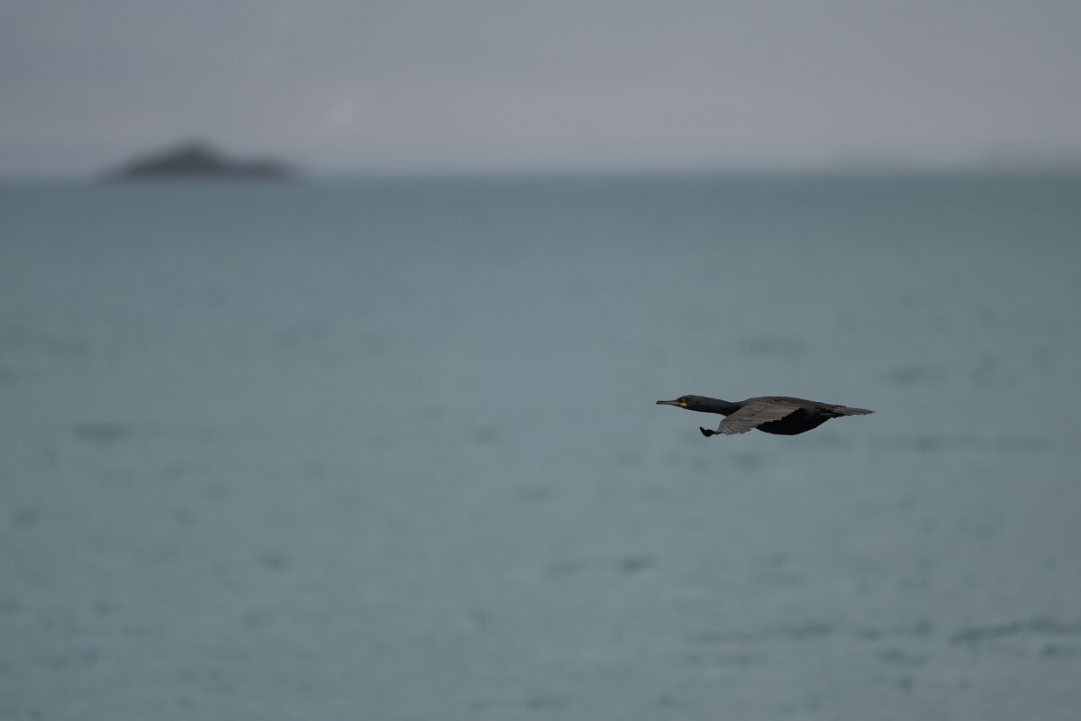 DPPhotography - Iceland - European shag - K.jpg - European shag - Ólafsvík