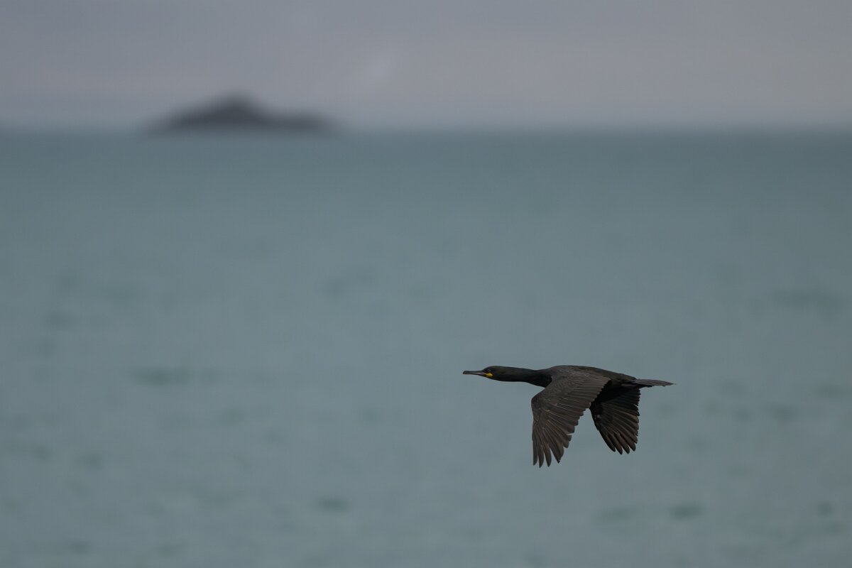 DPPhotography - Iceland - European shag - L.jpg - European shag - Ólafsvík