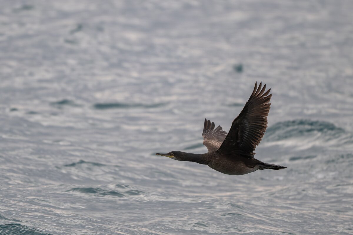 DPPhotography - Iceland - European shag - M.jpg - European shag - Ólafsvík