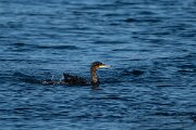 DPPhotography - Iceland - European shag - B