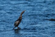 DPPhotography - Iceland - European shag - E