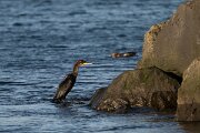 DPPhotography - Iceland - European shag - I