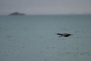 DPPhotography - Iceland - European shag - K