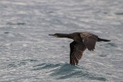 DPPhotography - Iceland - European shag - N
