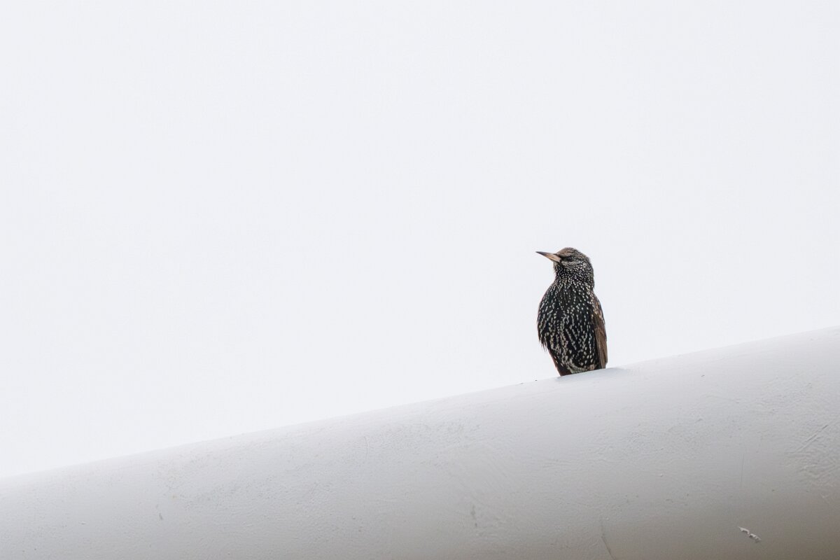 DPPhotography - Iceland - European starling - C.jpg - European starling - Akranes
