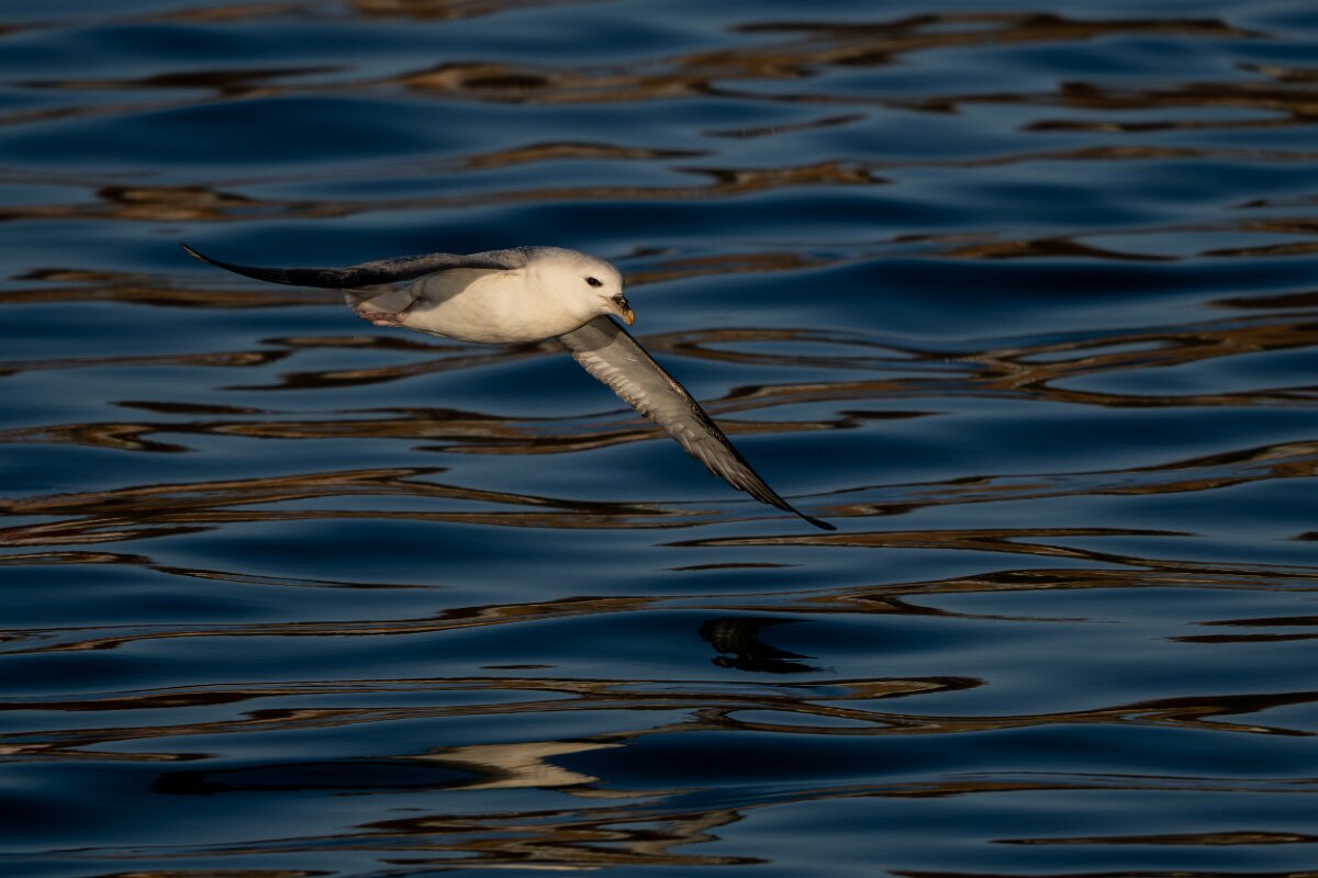 DPPhotography - Iceland - Fulmar - AA.jpg - Fulmar - Húsavík harbour