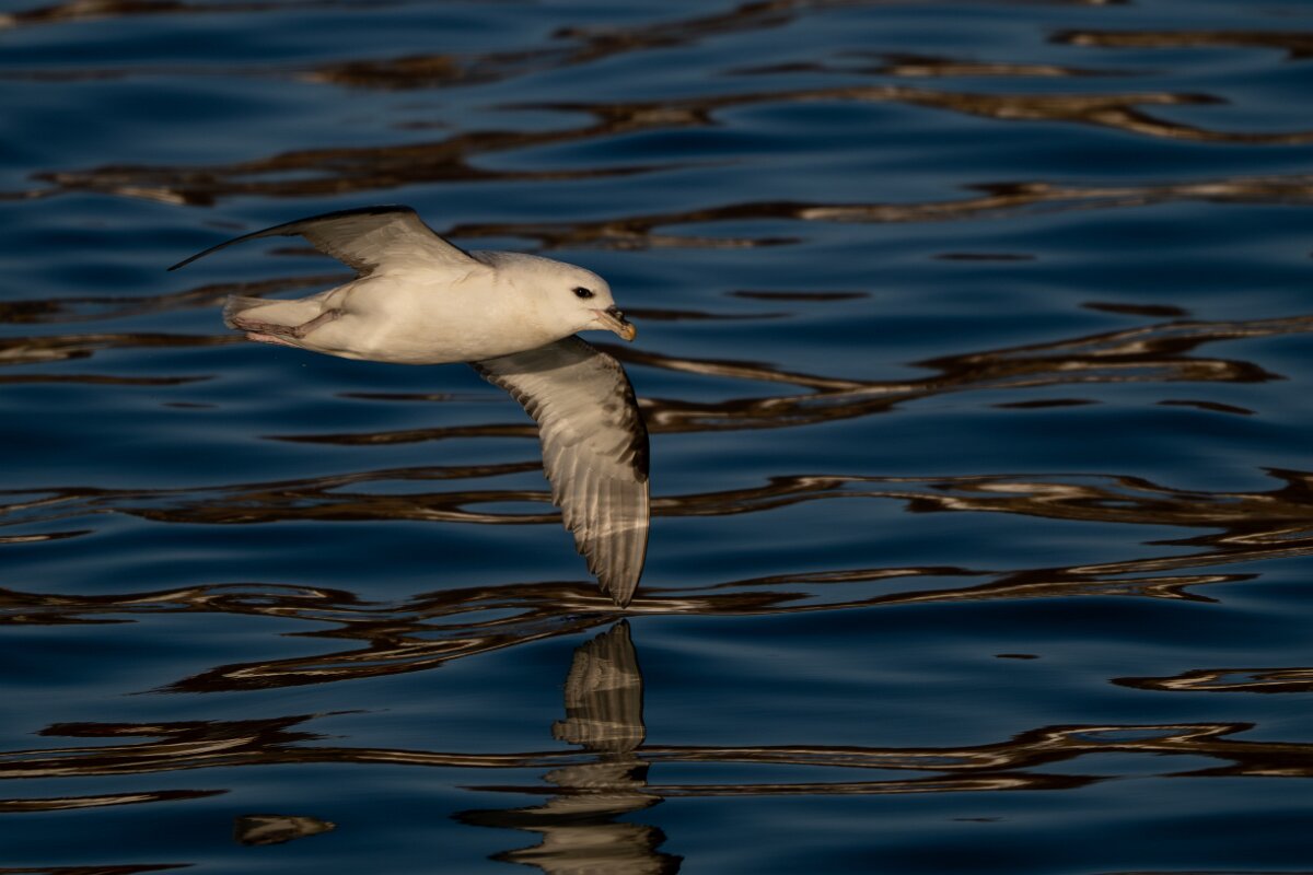 DPPhotography - Iceland - Fulmar - AB.jpg - Fulmar - Húsavík harbour