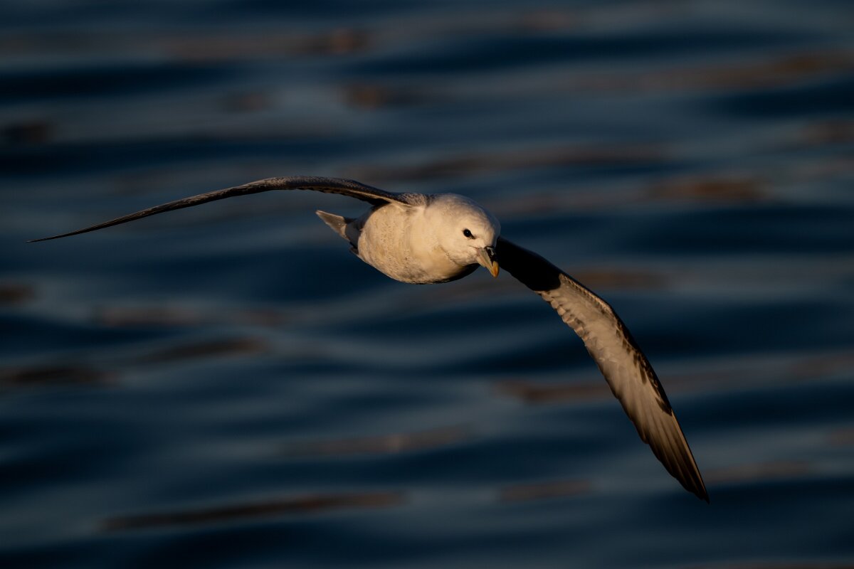 DPPhotography - Iceland - Fulmar - AE.jpg - Fulmar - Húsavík harbour