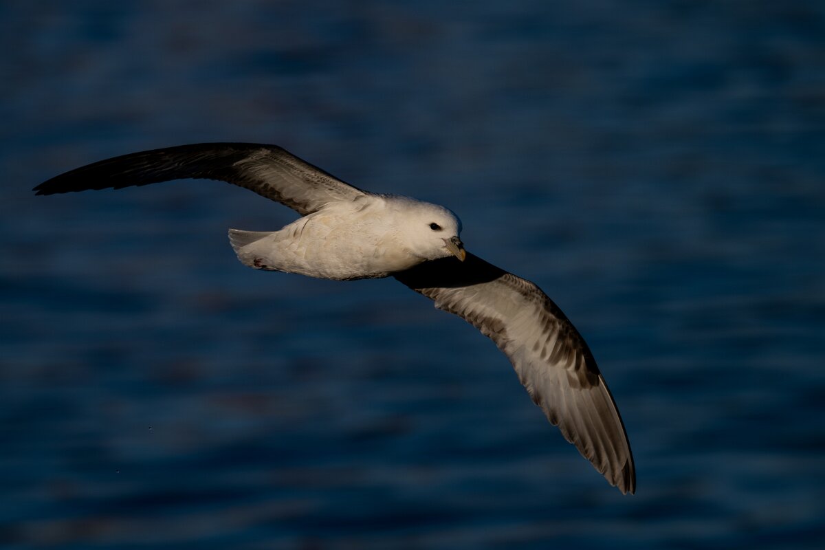 DPPhotography - Iceland - Fulmar - AG.jpg - Fulmar - Húsavík harbour