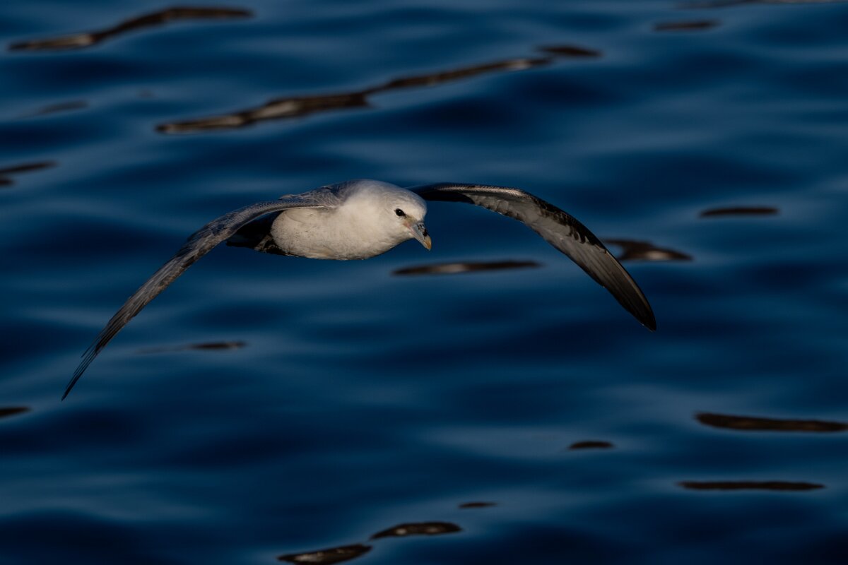 DPPhotography - Iceland - Fulmar - AH.jpg - Fulmar - Húsavík harbour