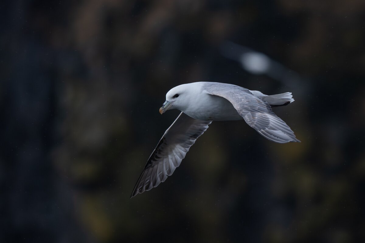 DPPhotography - Iceland - Fulmar - AK.jpg - Fulmar - Lóndrangar