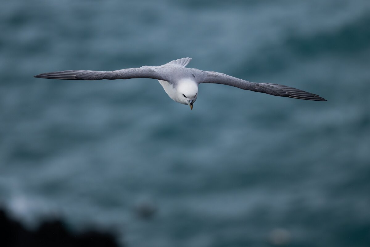 DPPhotography - Iceland - Fulmar - AN.jpg - Fulmar - Lóndrangar