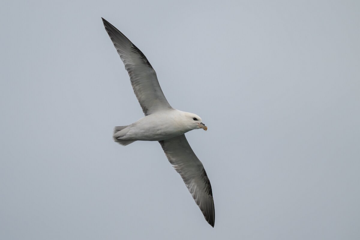 DPPhotography - Iceland - Fulmar - AO.jpg - Fulmar - Ólafsvík