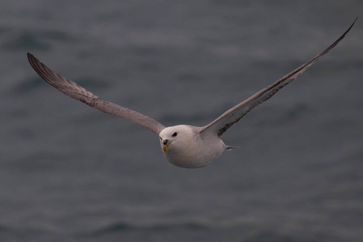 DPPhotography - Iceland - Fulmar - AS.jpg - Fulmar - Ólafsvík