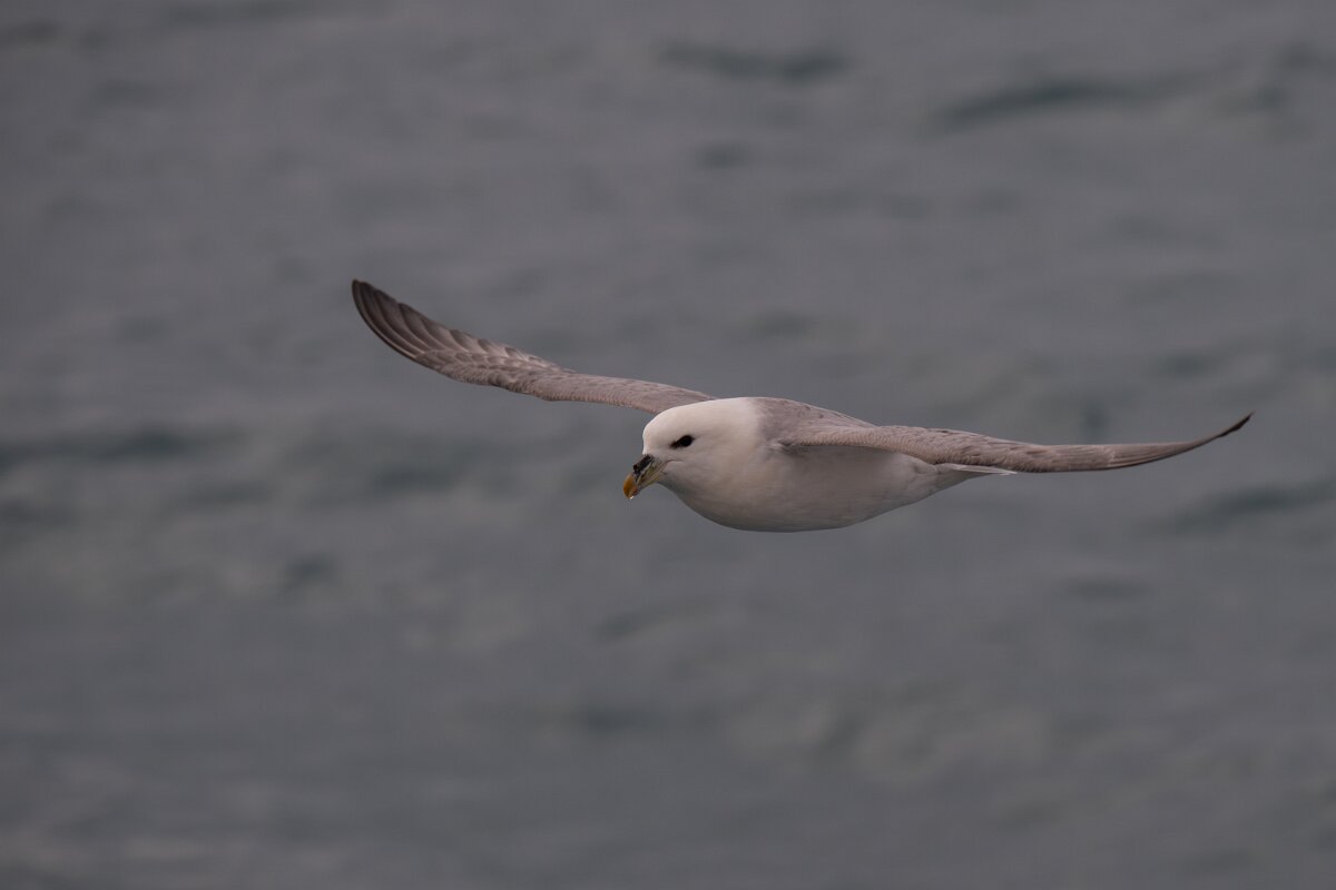 DPPhotography - Iceland - Fulmar - AU.jpg - Fulmar - Ólafsvík