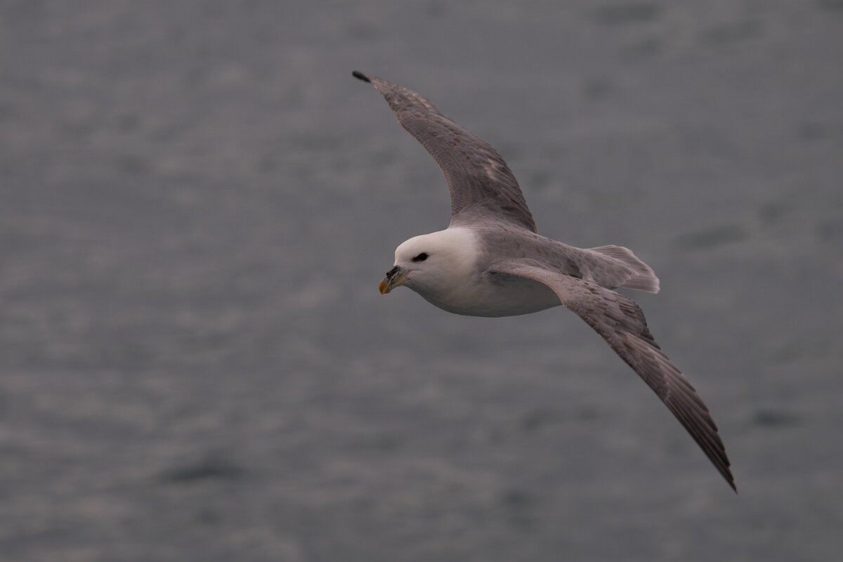DPPhotography - Iceland - Fulmar - AV.jpg - Fulmar - Ólafsvík