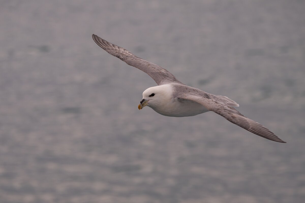 DPPhotography - Iceland - Fulmar - AW.jpg - Fulmar - Ólafsvík