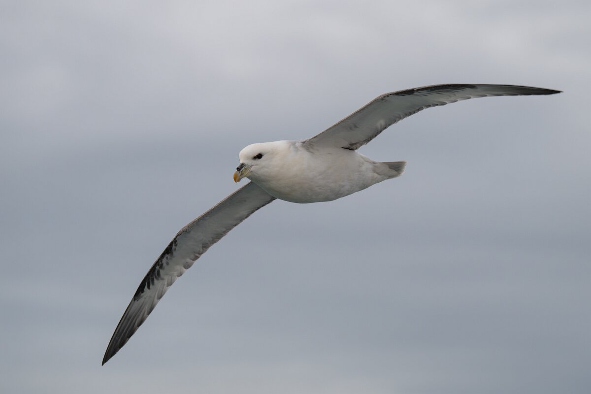 DPPhotography - Iceland - Fulmar - AX.jpg - Fulmar - Ólafsvík