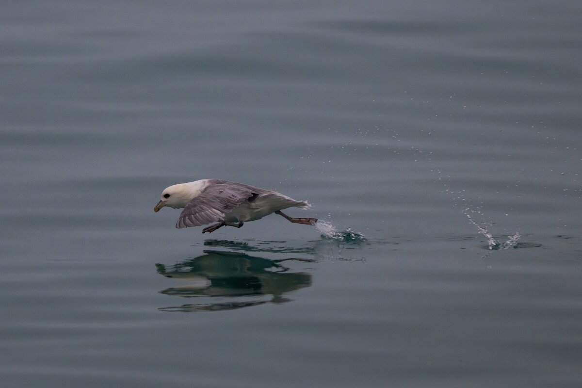 DPPhotography - Iceland - Fulmar - AZ.jpg - Fulmar taking off - Reykjavík sea front