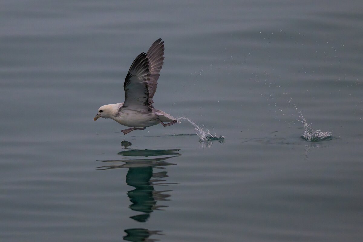 DPPhotography - Iceland - Fulmar - BA.jpg - Fulmar taking off - Reykjavík sea front