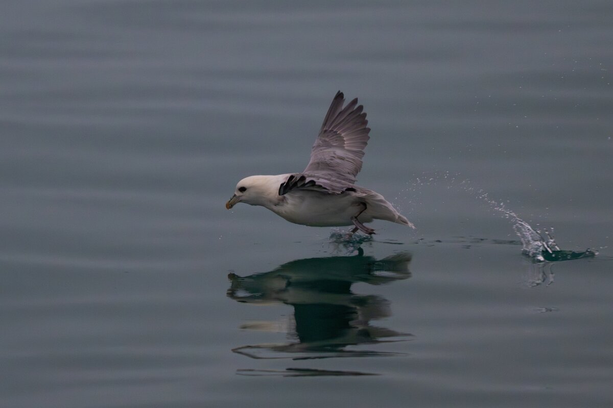 DPPhotography - Iceland - Fulmar - BB.jpg - Fulmar taking off - Reykjavík sea front