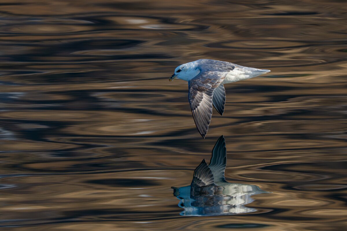 DPPhotography - Iceland - Fulmar - E.jpg - Fulmar - Eyjafjörður