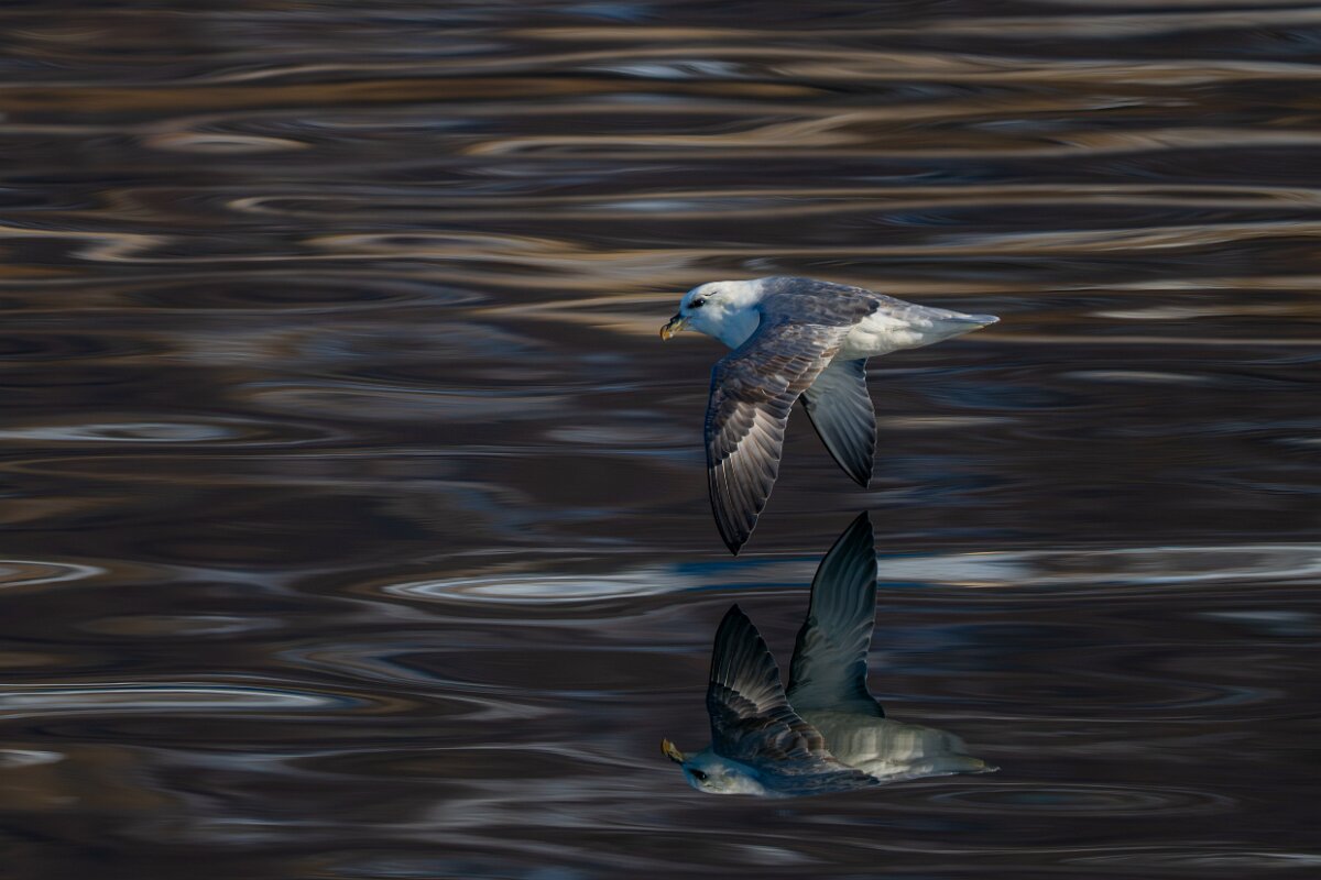 DPPhotography - Iceland - Fulmar - F.jpg - Fulmar - Eyjafjörður
