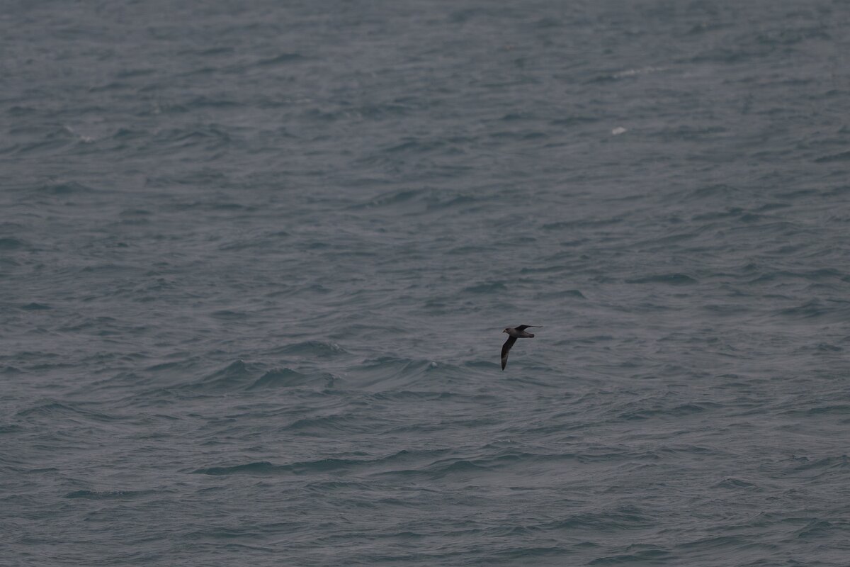 DPPhotography - Iceland - Fulmar - G.jpg - Fulmar, dark morph - Faxaflói Bay