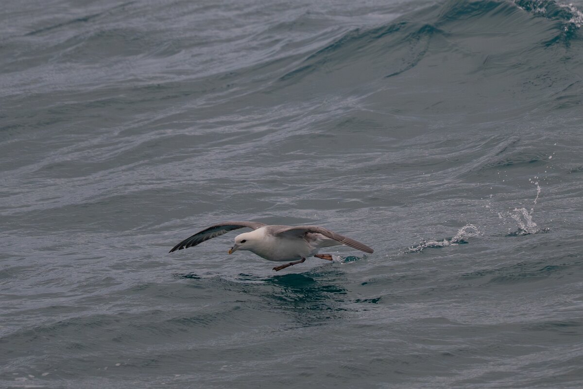 DPPhotography - Iceland - Fulmar - I.jpg - Fulmar - Faxaflói Bay