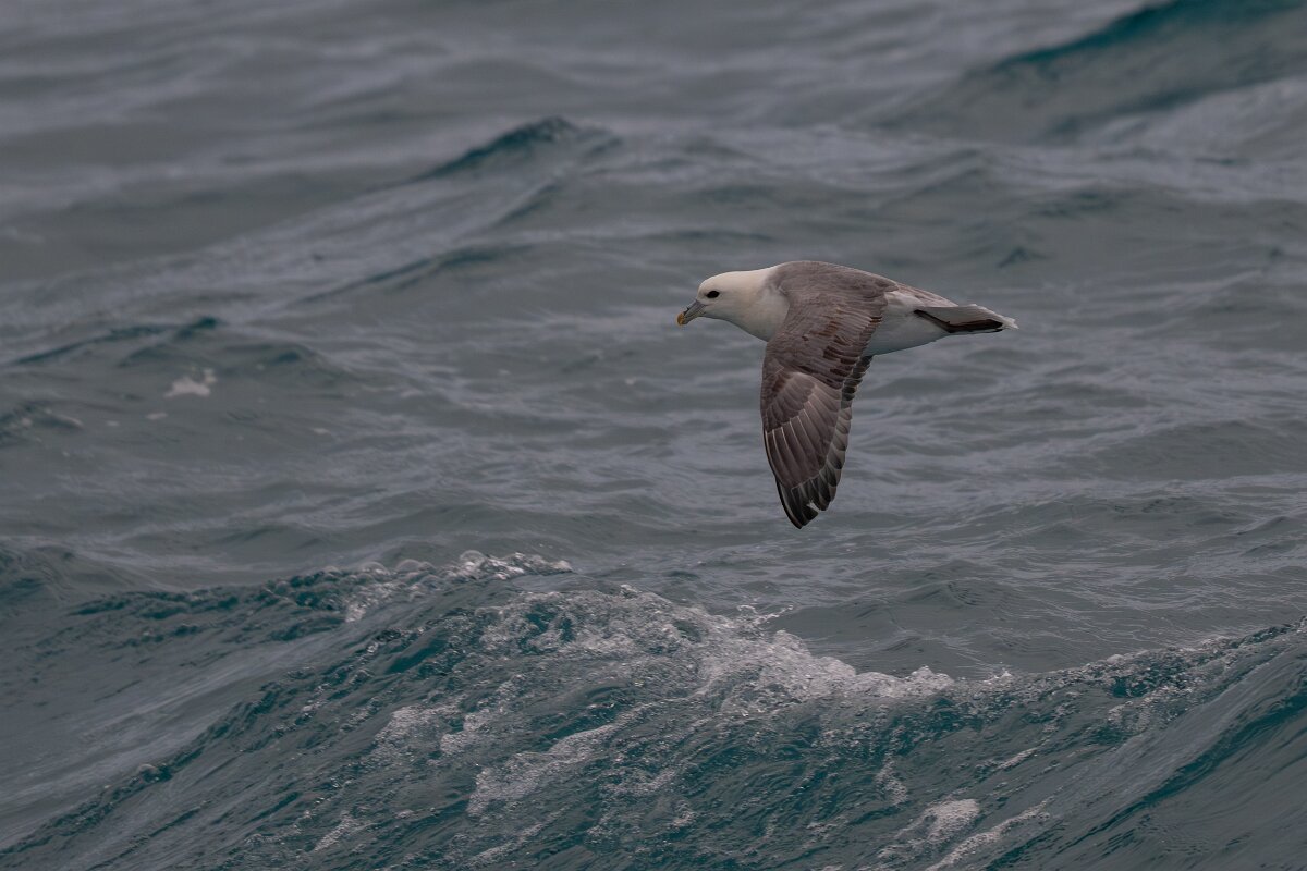 DPPhotography - Iceland - Fulmar - J.jpg - Fulmar - Faxaflói Bay