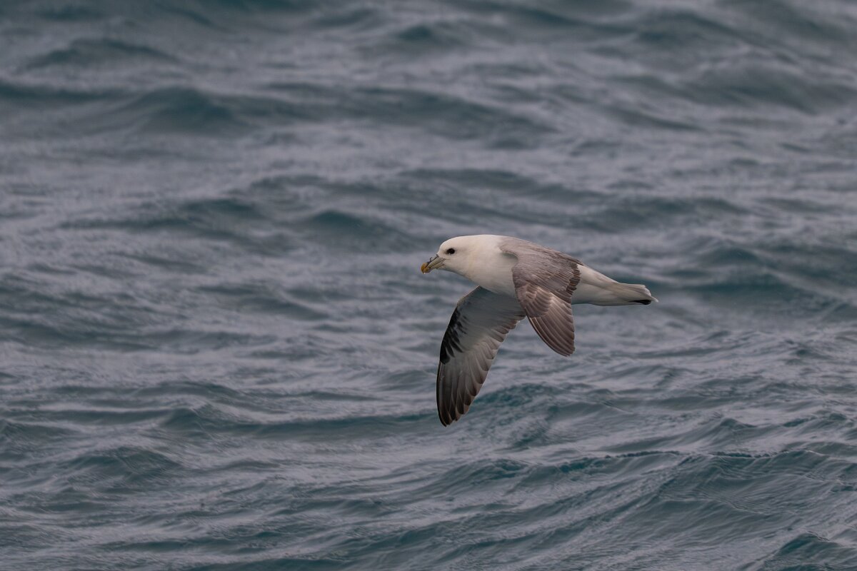 DPPhotography - Iceland - Fulmar - N.jpg - Fulmar - Faxaflói Bay