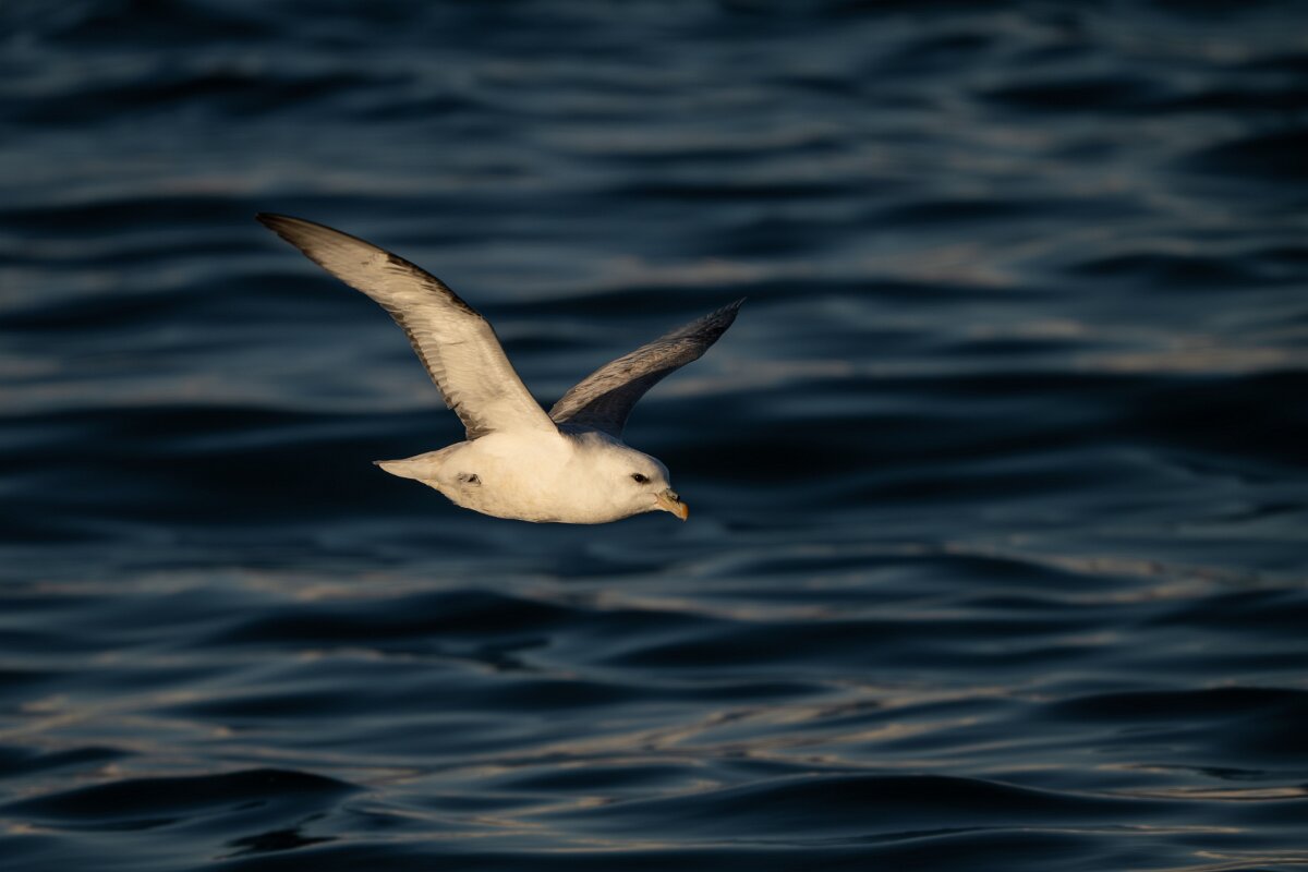 DPPhotography - Iceland - Fulmar - O.jpg - Fulmar - Húsavík harbour