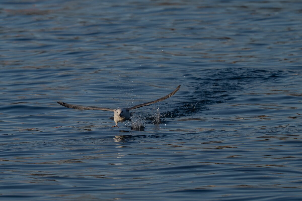 DPPhotography - Iceland - Fulmar - U.jpg - Fulmar - Húsavík harbour