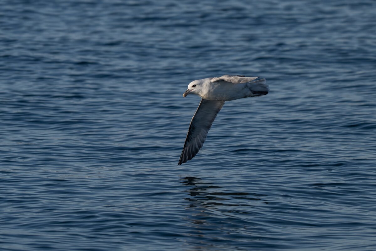 DPPhotography - Iceland - Fulmar - V.jpg - Fulmar - Húsavík harbour