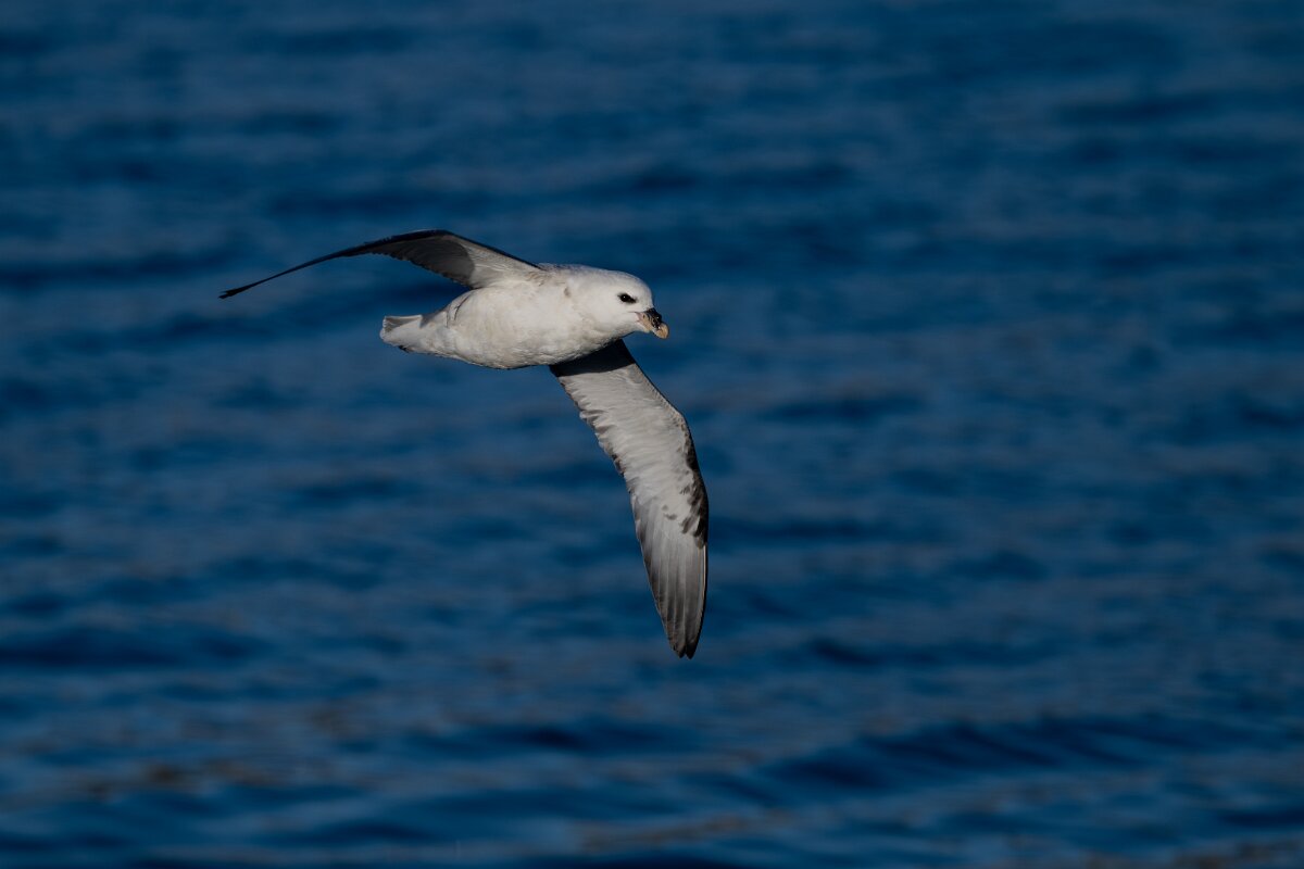DPPhotography - Iceland - Fulmar - X.jpg - Fulmar - Húsavík harbour