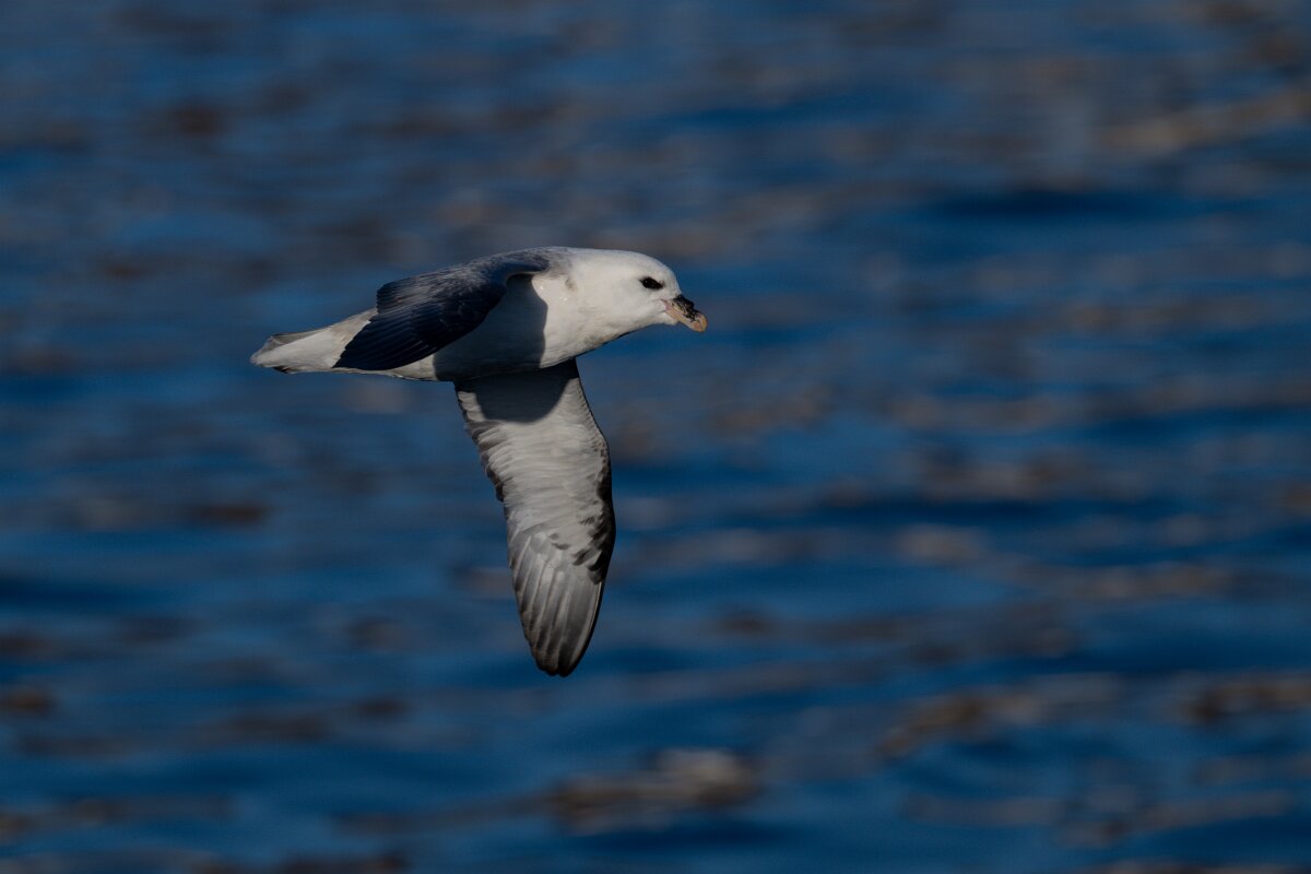 DPPhotography - Iceland - Fulmar - Y.jpg - Fulmar - Húsavík harbour