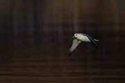 DPPhotography - Iceland - Fulmar - A