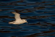 DPPhotography - Iceland - Fulmar - AD