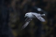 DPPhotography - Iceland - Fulmar - AK