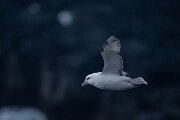 DPPhotography - Iceland - Fulmar - AM