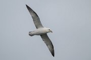 DPPhotography - Iceland - Fulmar - AO
