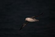 DPPhotography - Iceland - Fulmar - AQ