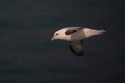 DPPhotography - Iceland - Fulmar - AR