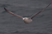 DPPhotography - Iceland - Fulmar - AS