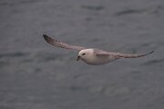 DPPhotography - Iceland - Fulmar - AU