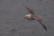DPPhotography - Iceland - Fulmar - AV