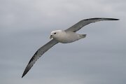 DPPhotography - Iceland - Fulmar - AX