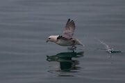 DPPhotography - Iceland - Fulmar - BB